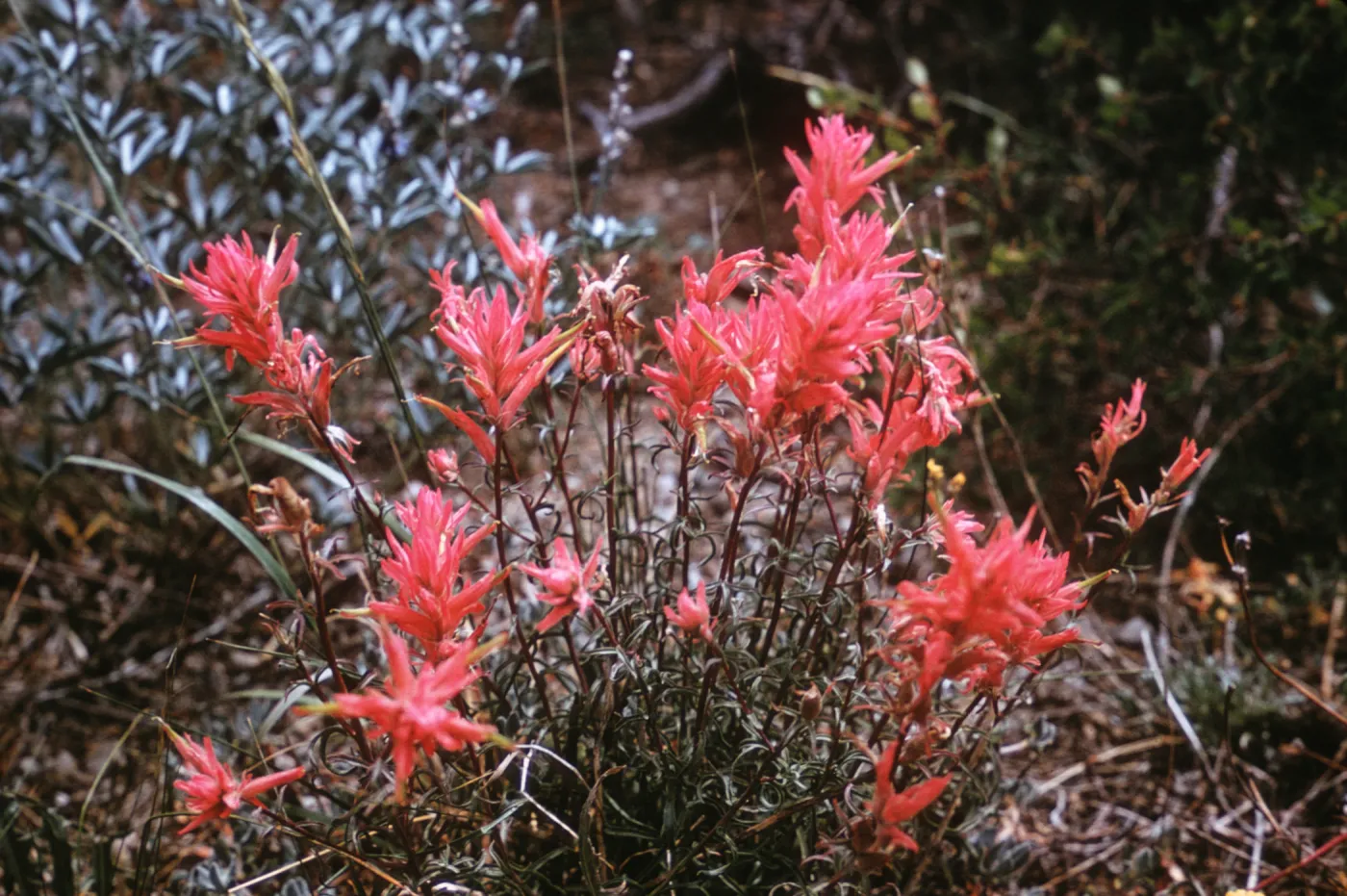 Castilleja linariifolia