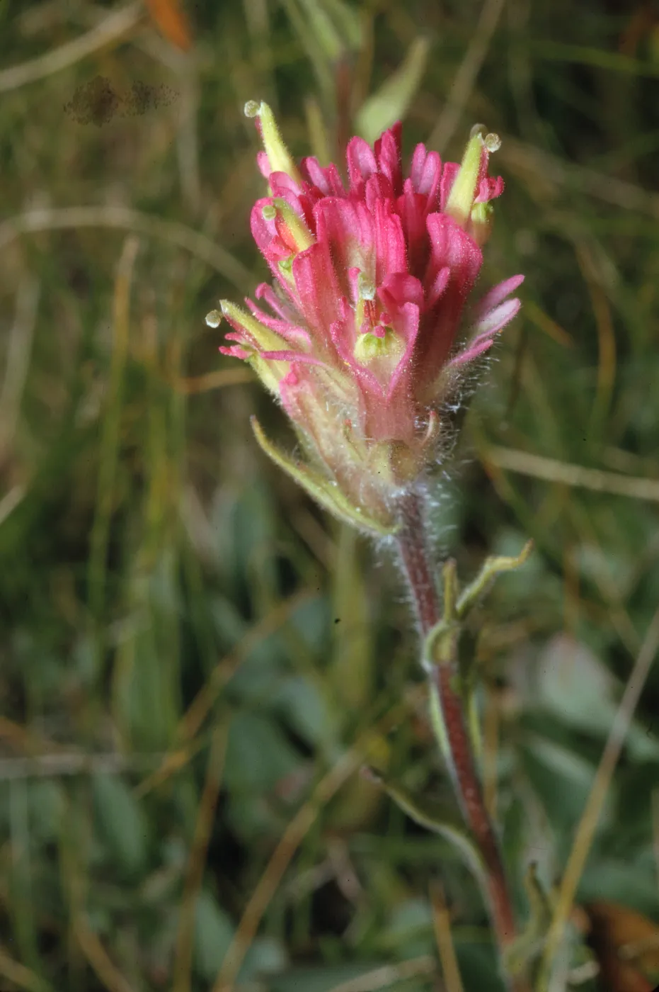 Castilleja nana