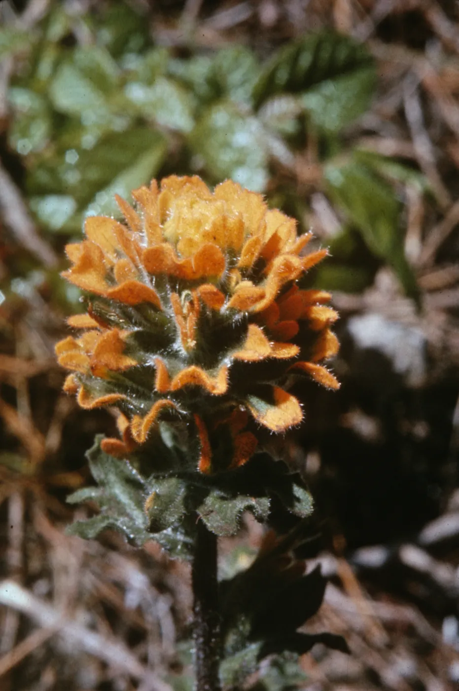 Castilleja wightii