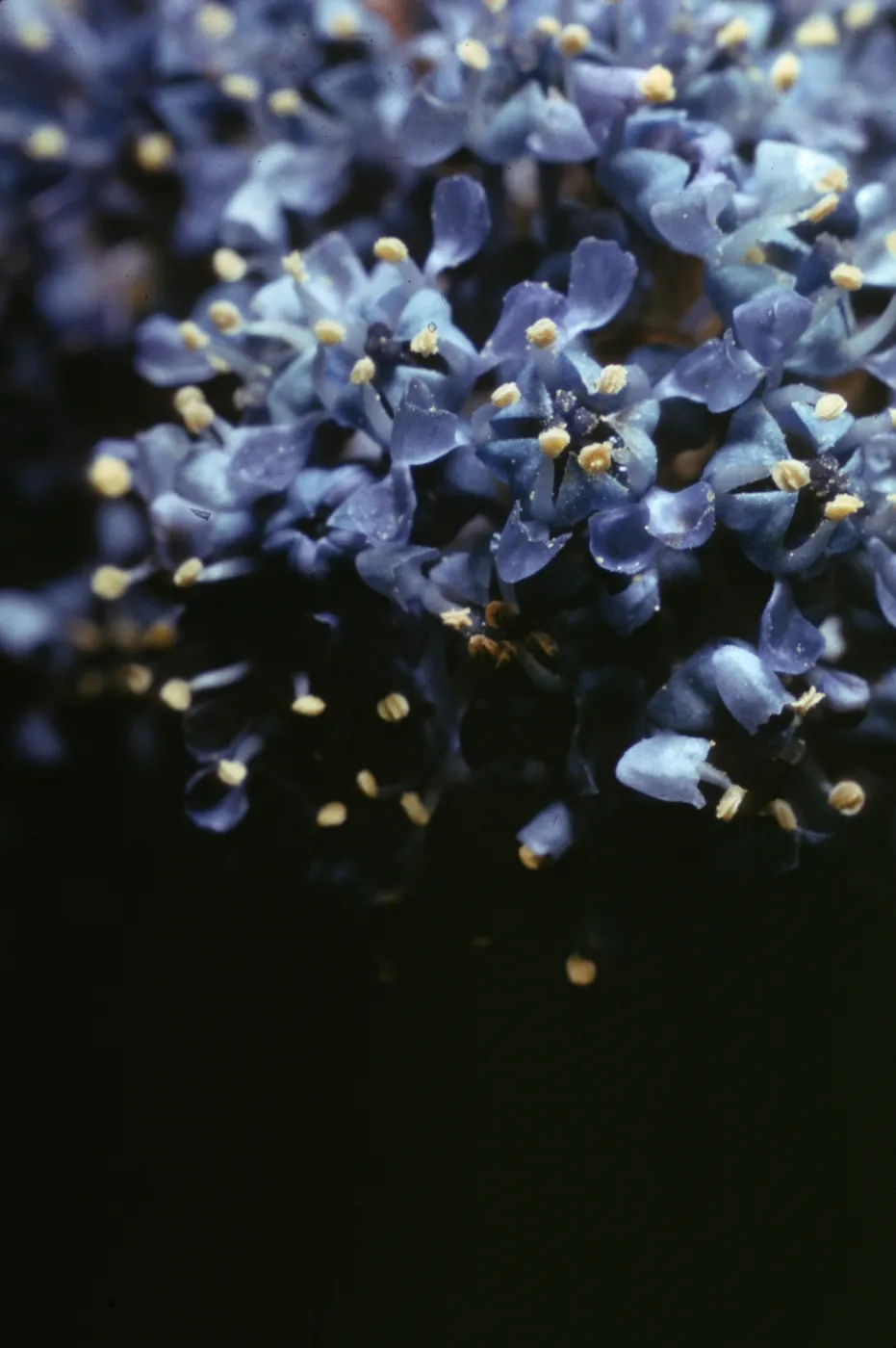 Ceanothus griseus var. horizontalis