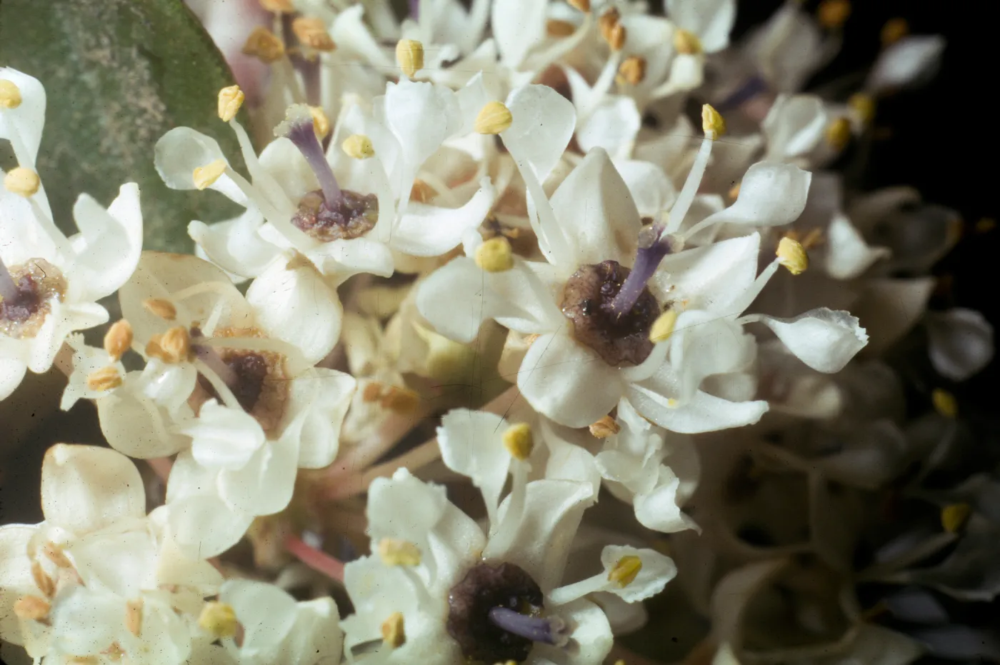 Ceanothus megacarpus