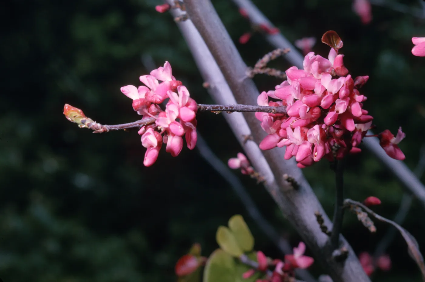 Cercis occidentalis