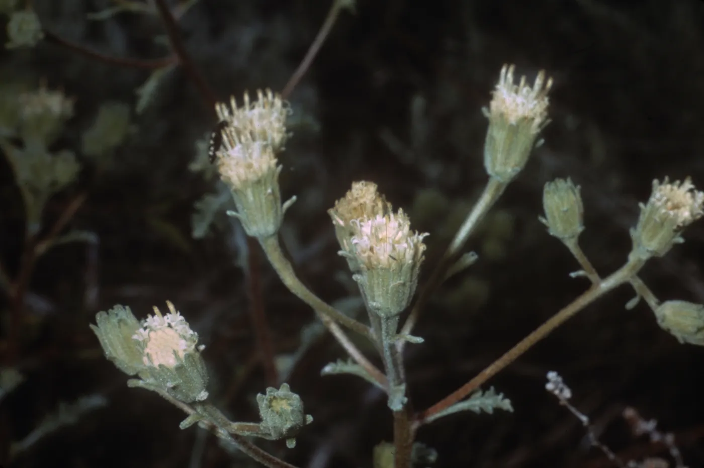 Chaenactis douglasii