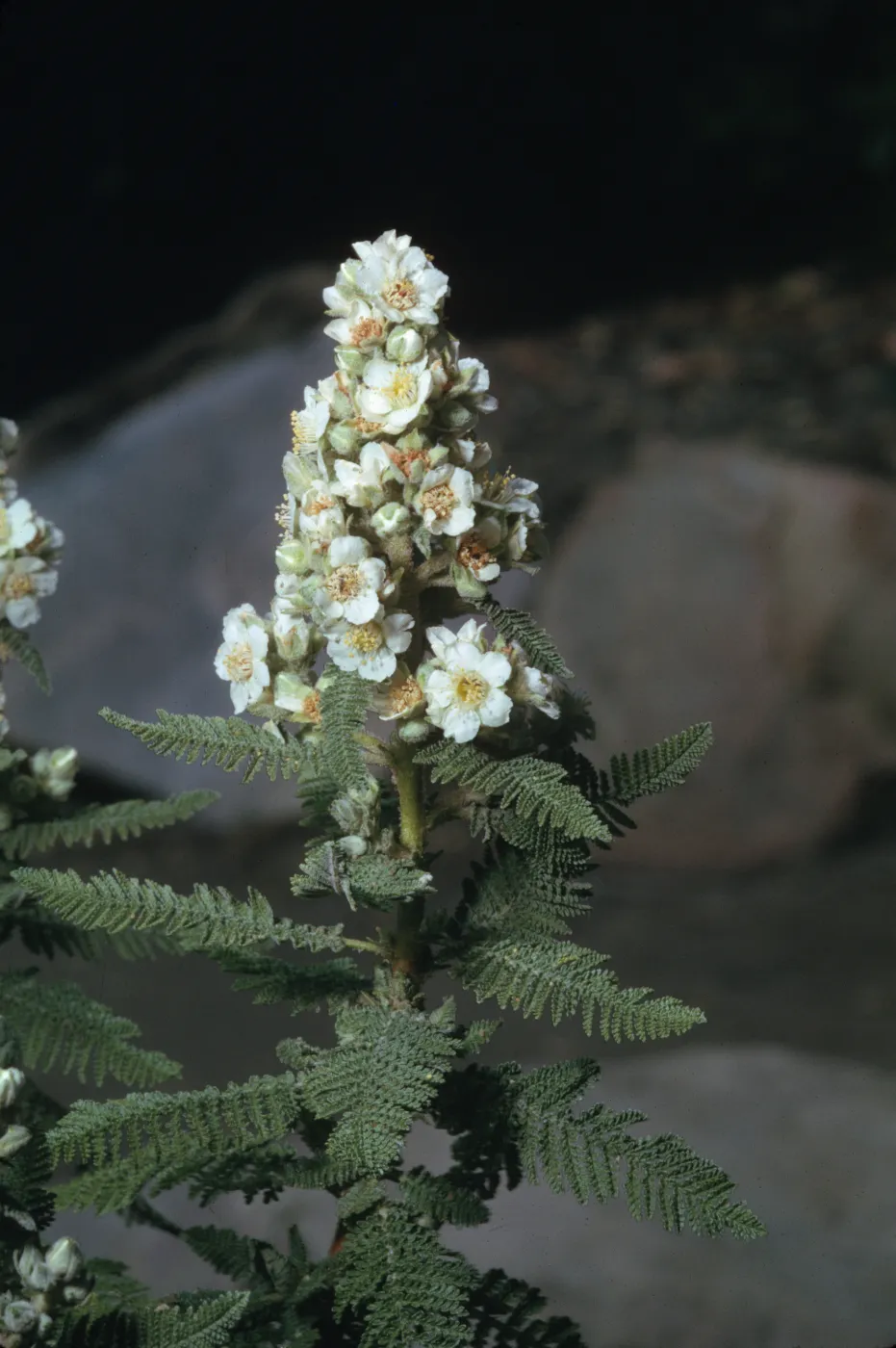 Chamaebatiaria millefolium