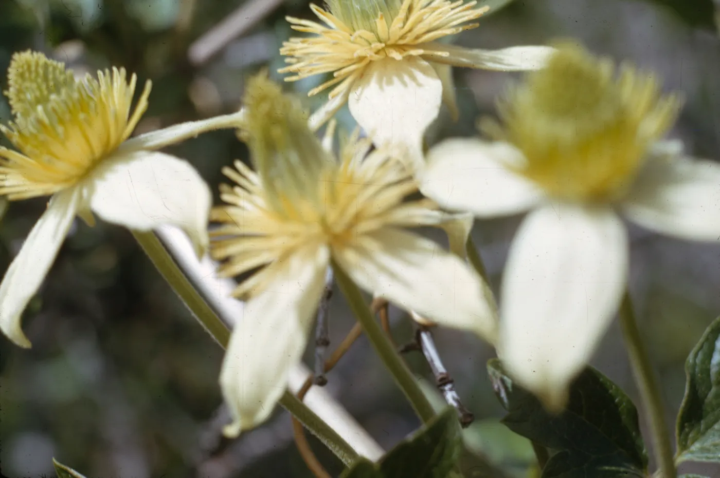 Clematis lasiantha