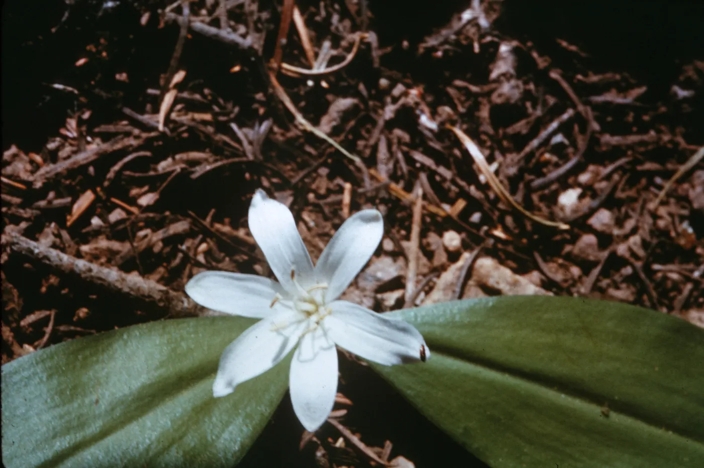 Clintonia uniflora