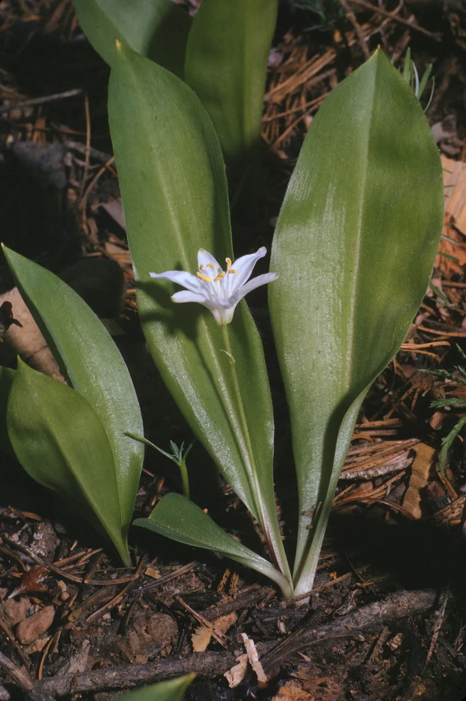 Clintonia uniflora
