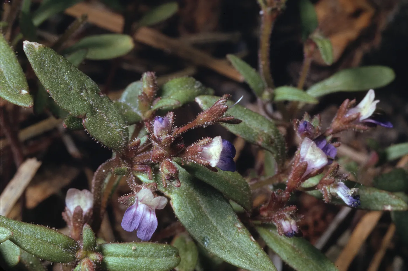 Collinsia torreyi var. wrightii