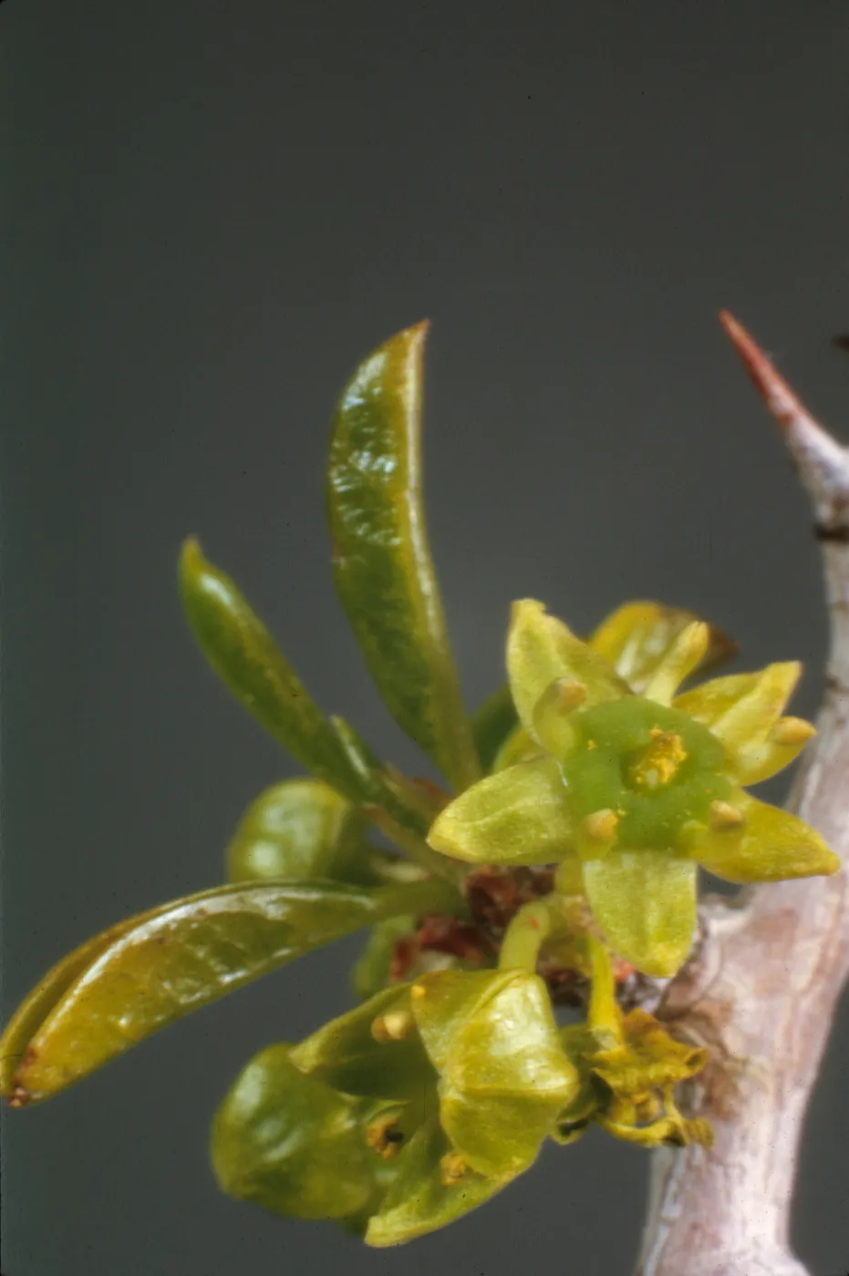 Condalia parryi