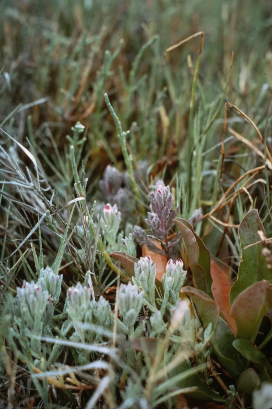 Cordylanthus maritimus