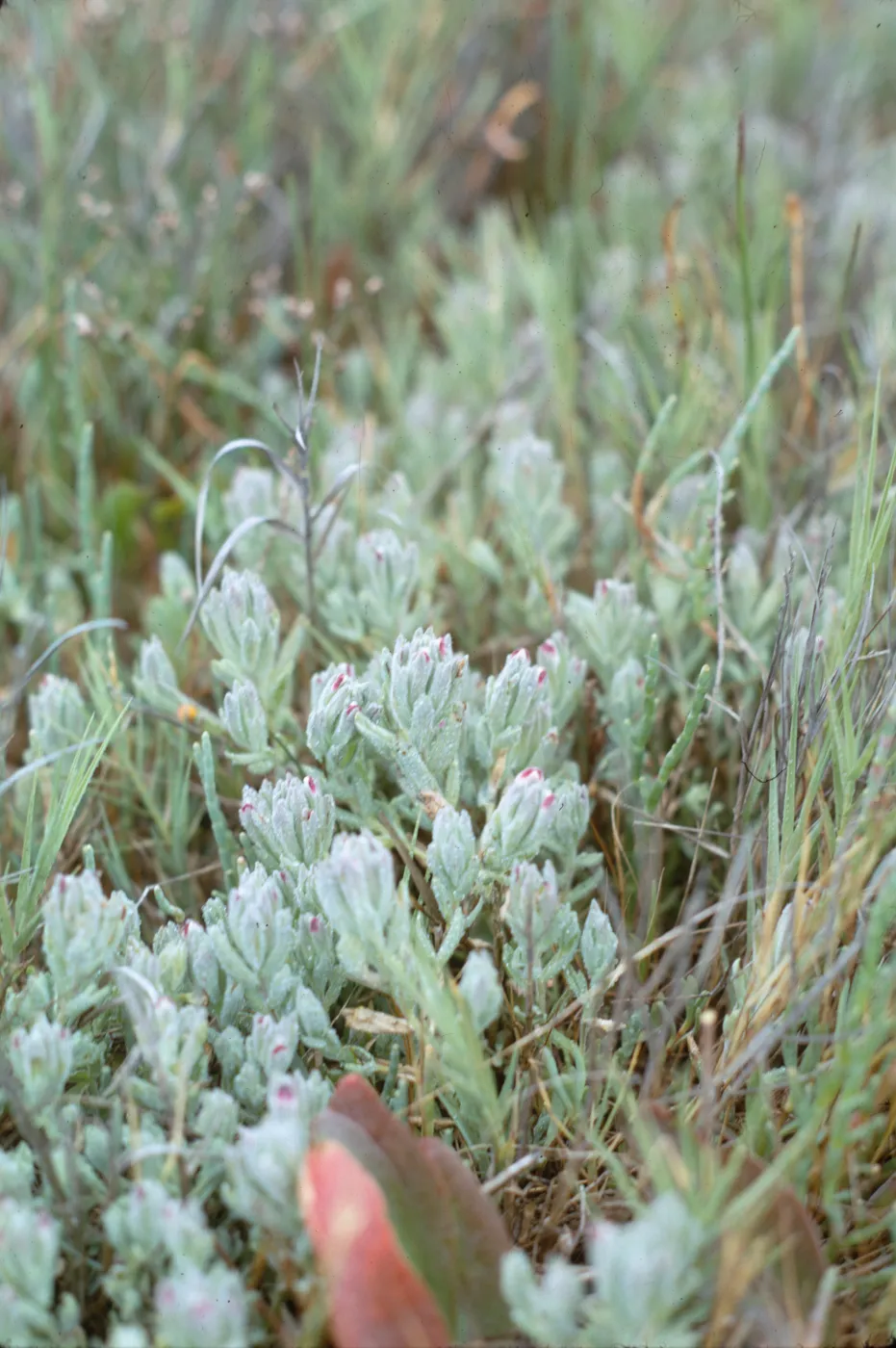 Cordylanthus maritimus