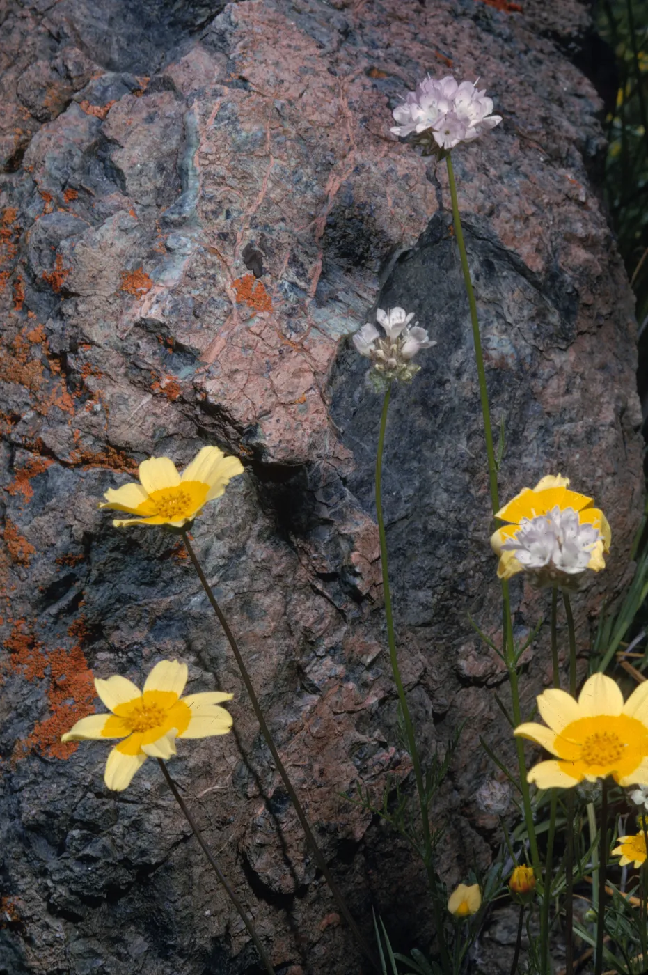 Coreopsis bigelovii