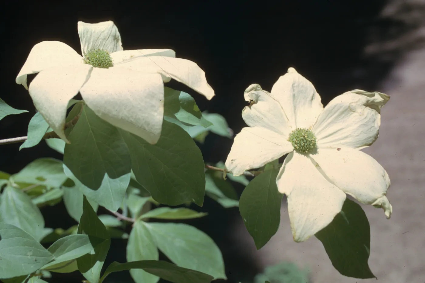 Cornus nuttallii