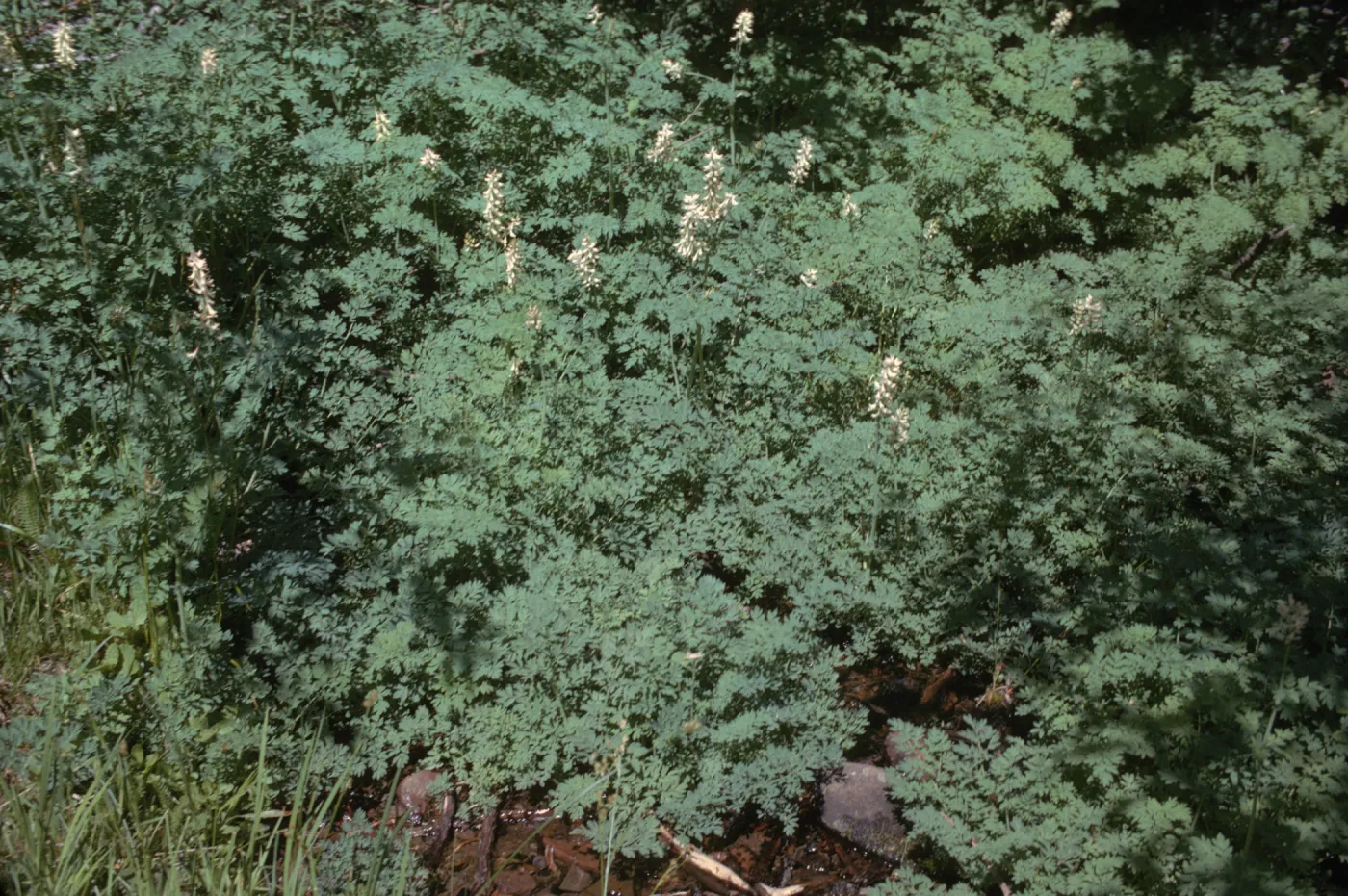 Corydalis caseana