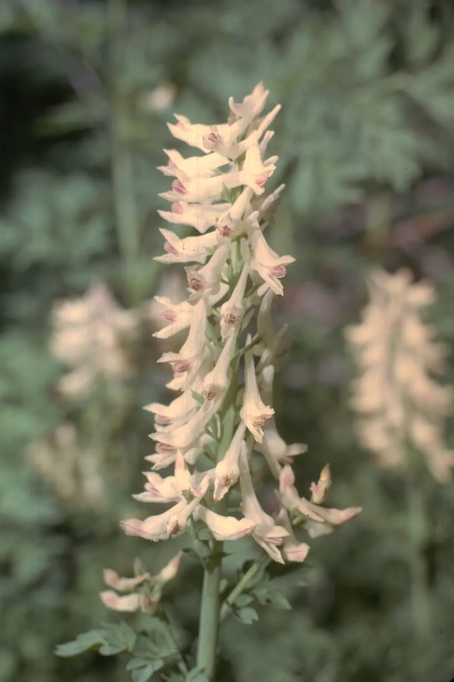 Corydalis caseana