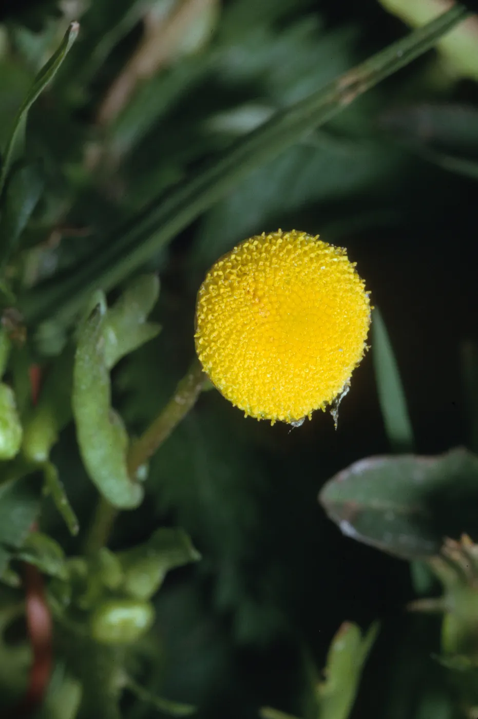 Cotula coronopifolia