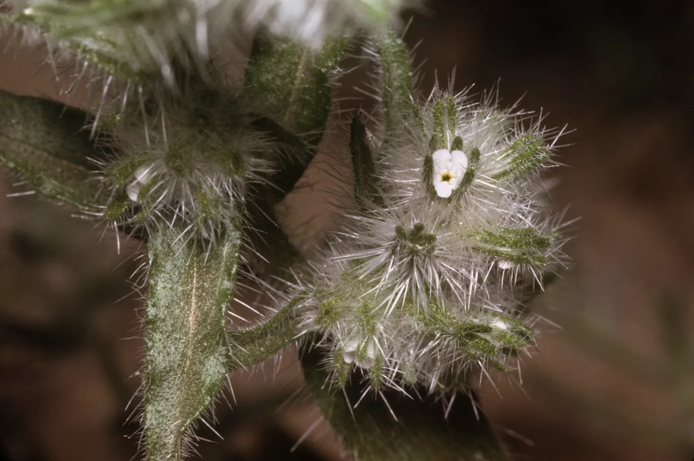 Cryptantha barbigera
