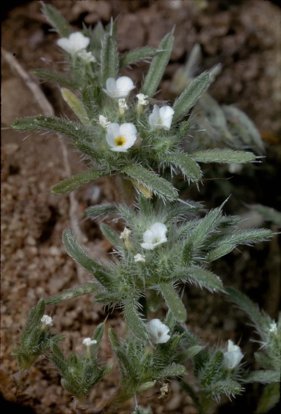 Cryptantha circumscissa