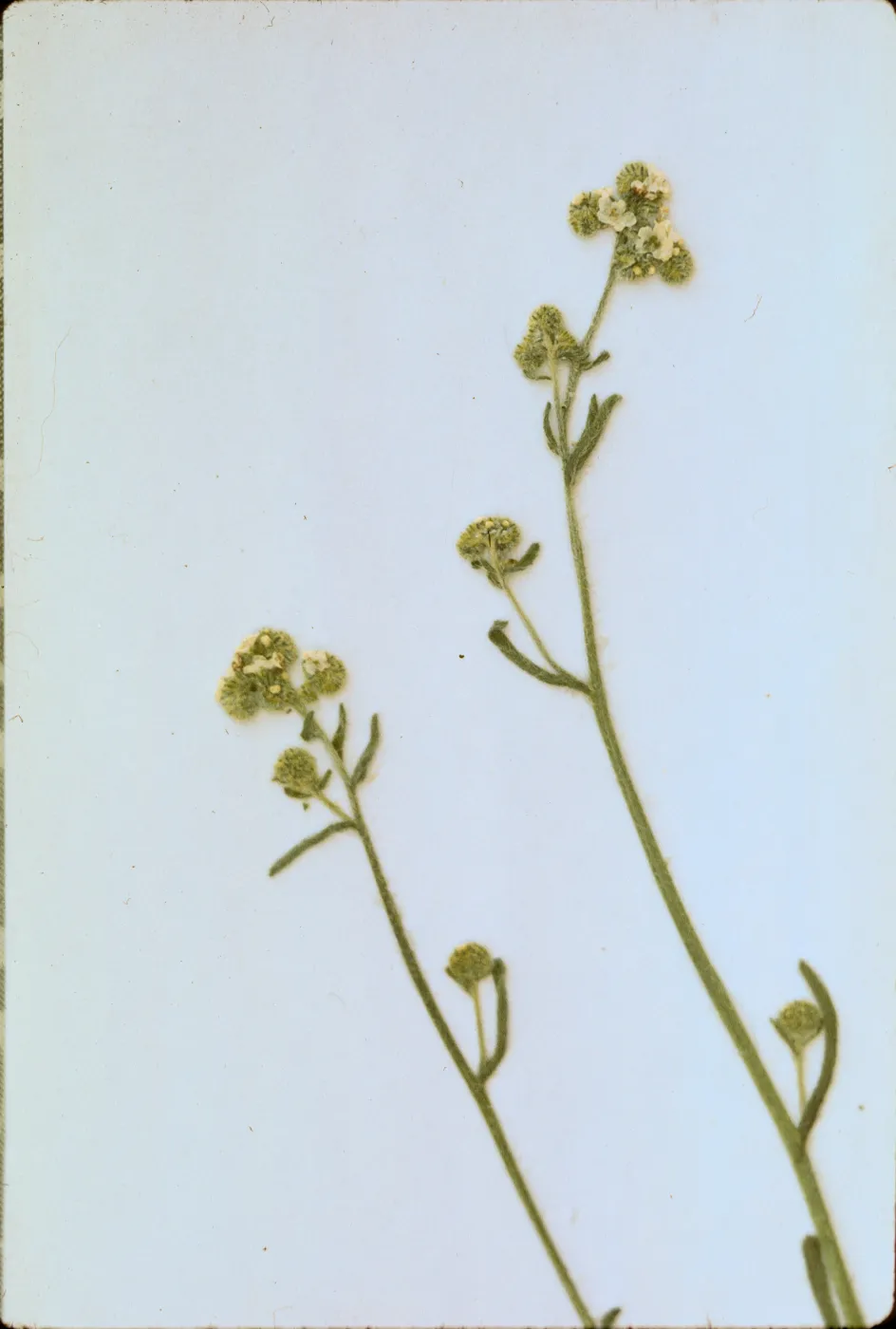 Cryptantha corollata