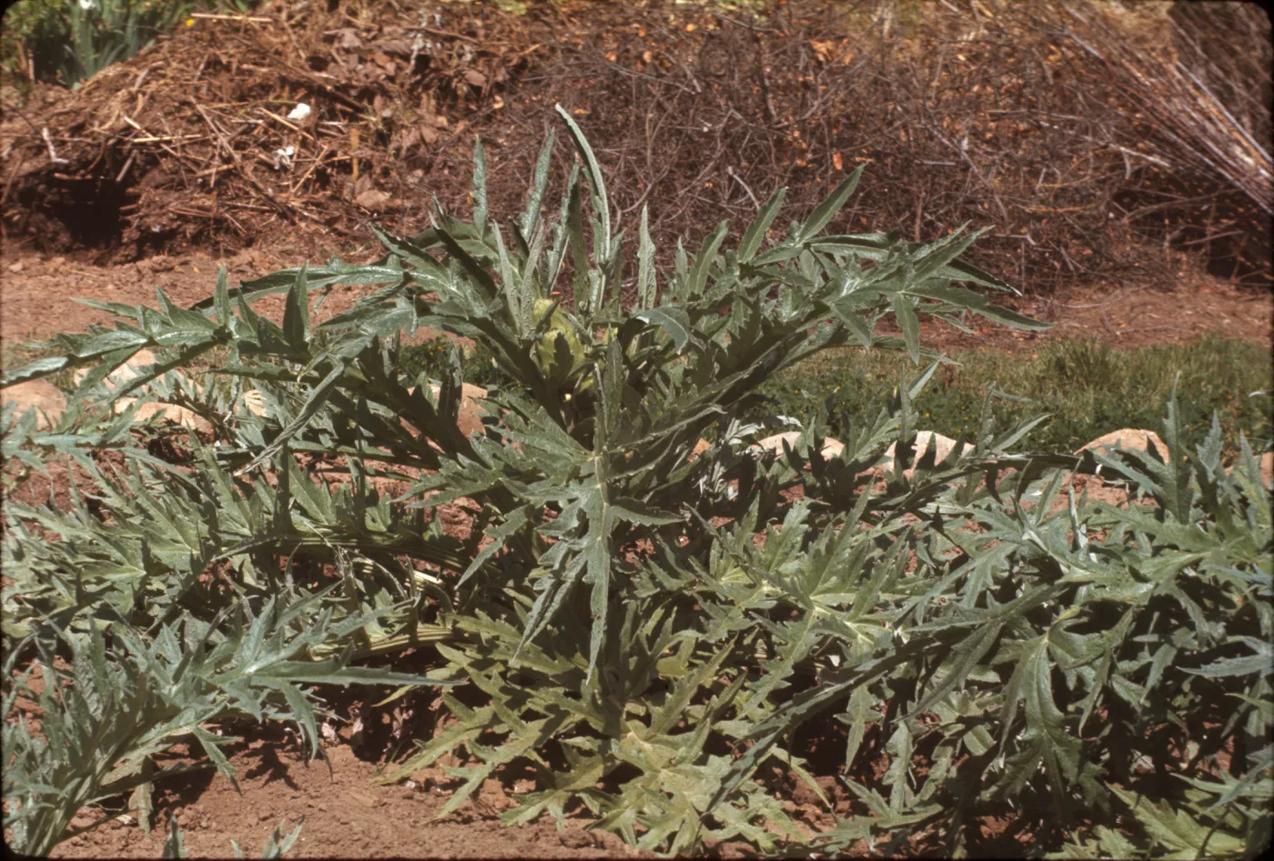 Cynara scolymus