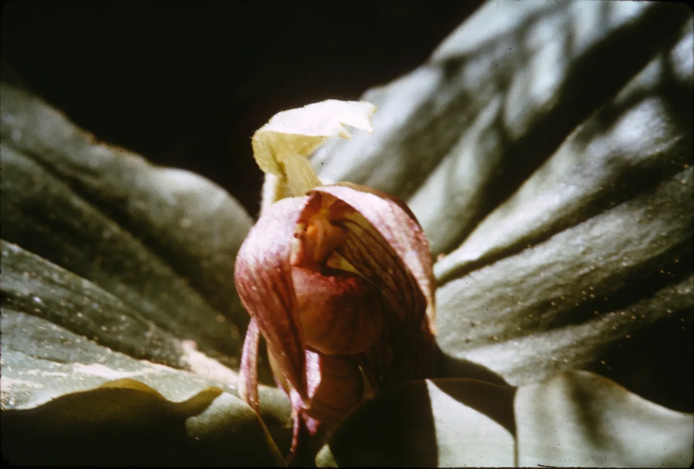 Cypripedium fasciculatum
