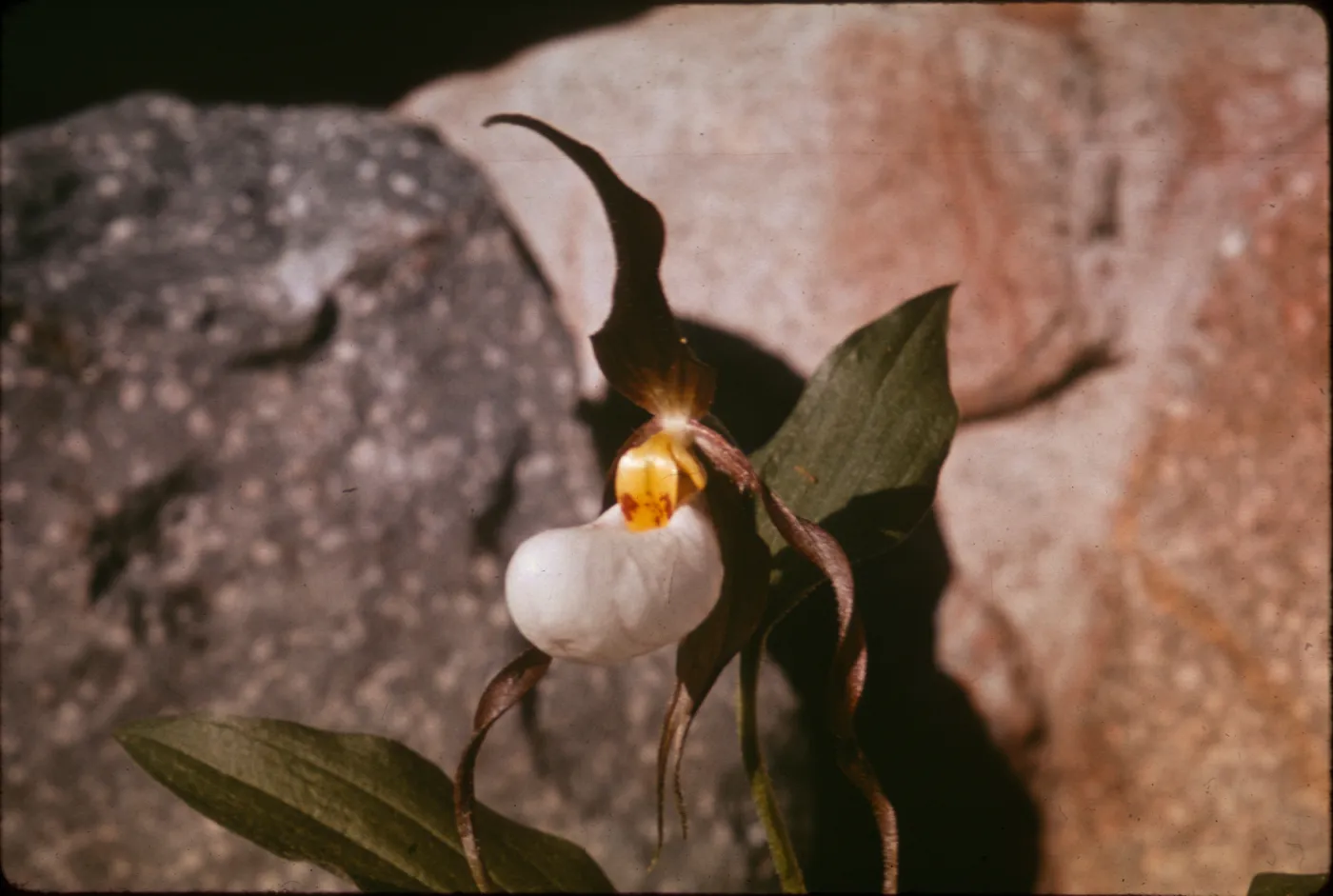 Cypripedium montanum