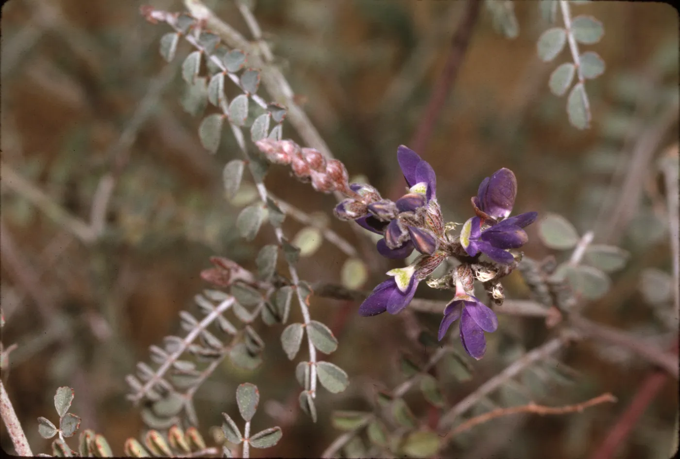 Dalea parryi