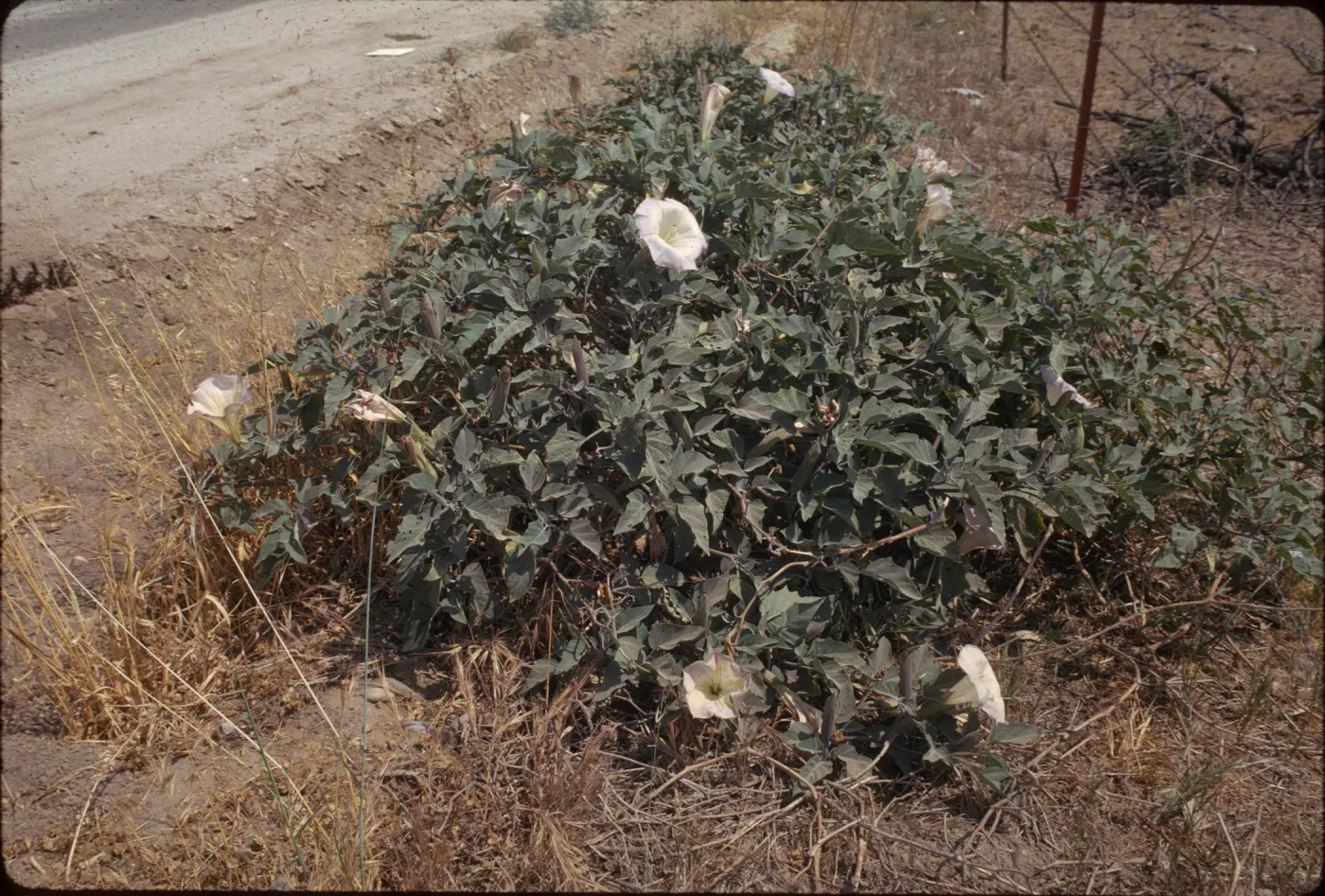 Datura meteloides