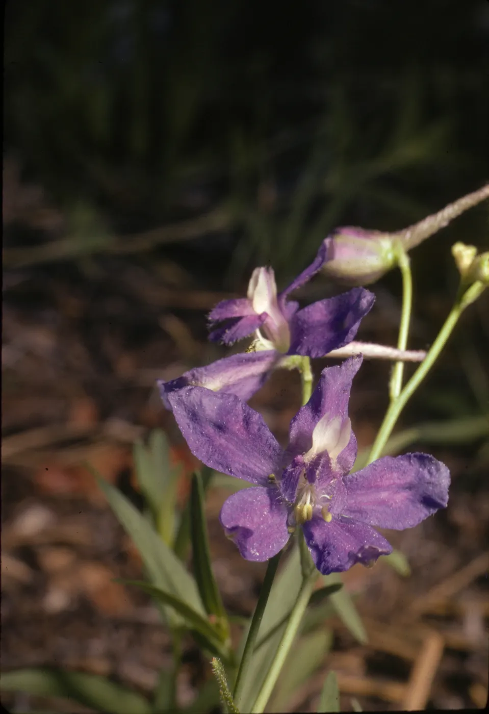 Delphinium nuttallianum