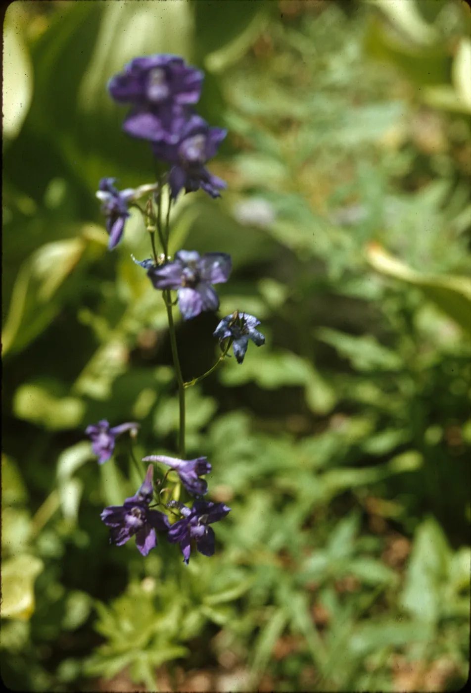 Delphinium polycladon