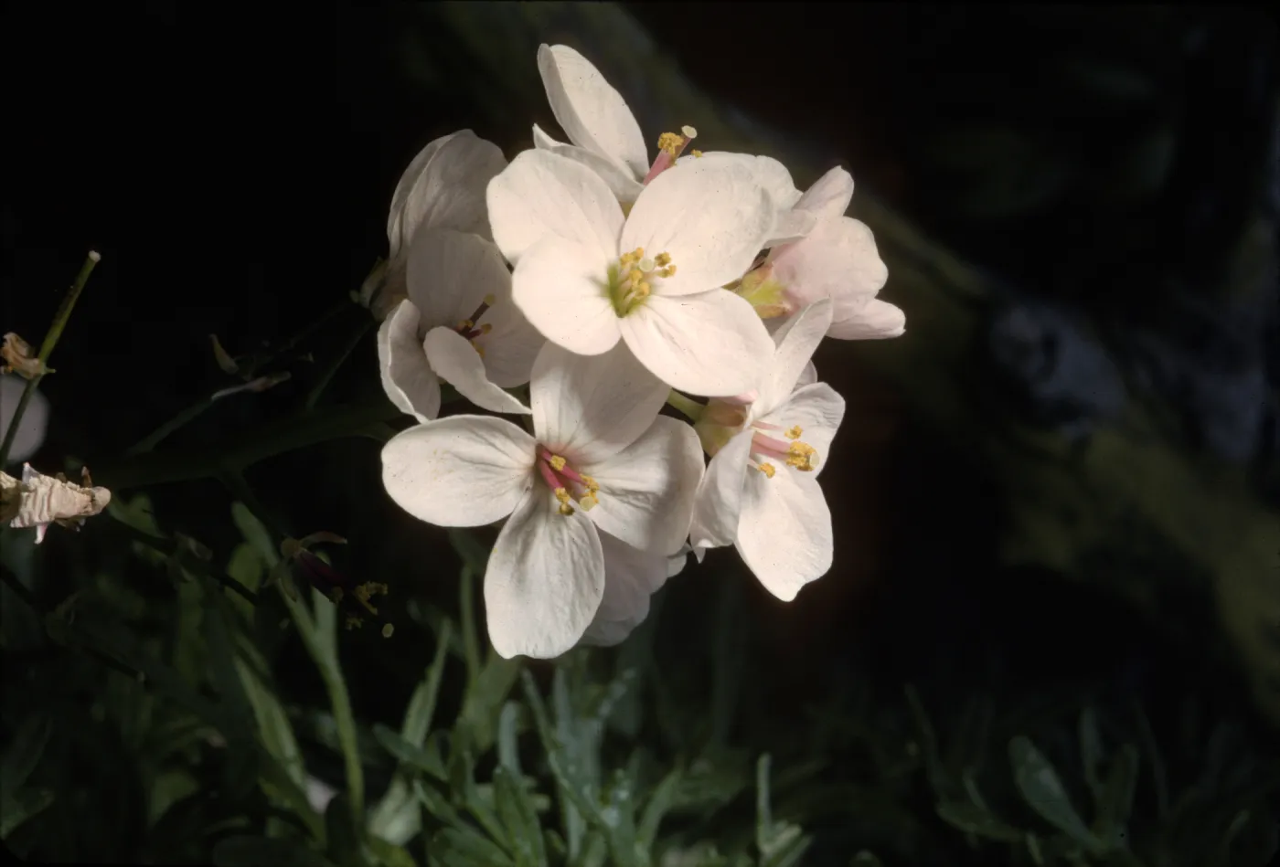 Dentaria californica