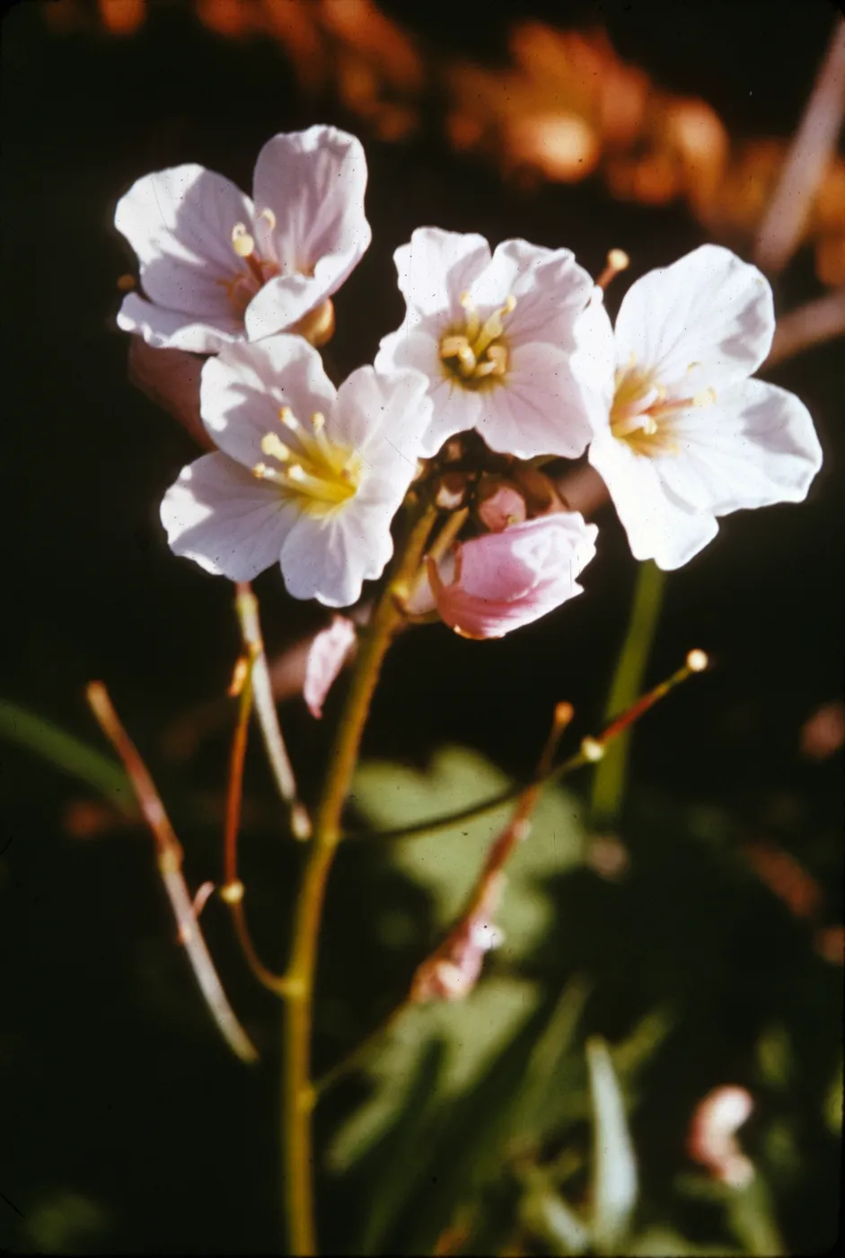 Dentaria californica