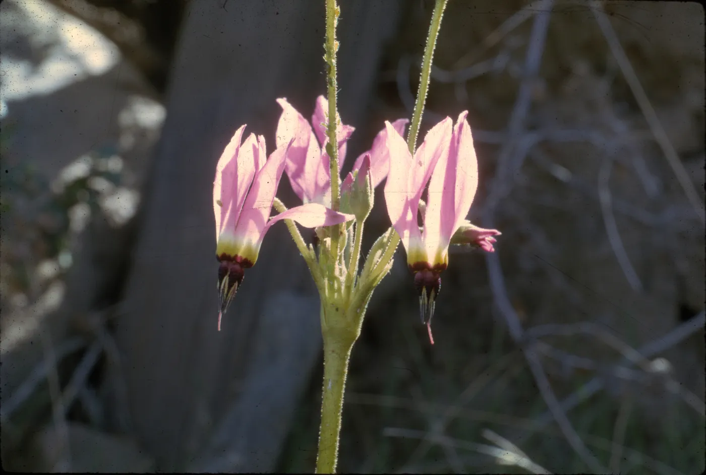 Dodecatheon clevelandii