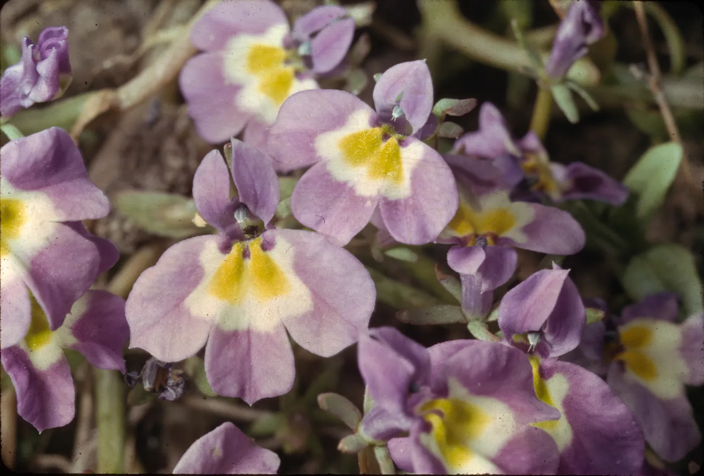 Downingia bella, vernal pool
