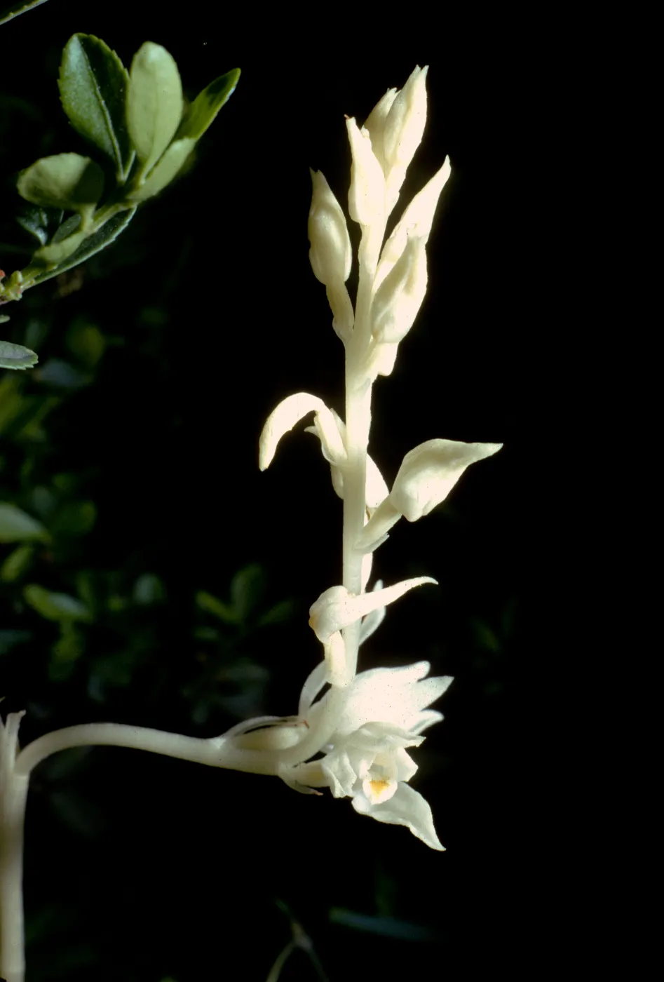 Cephalanthera austiniae