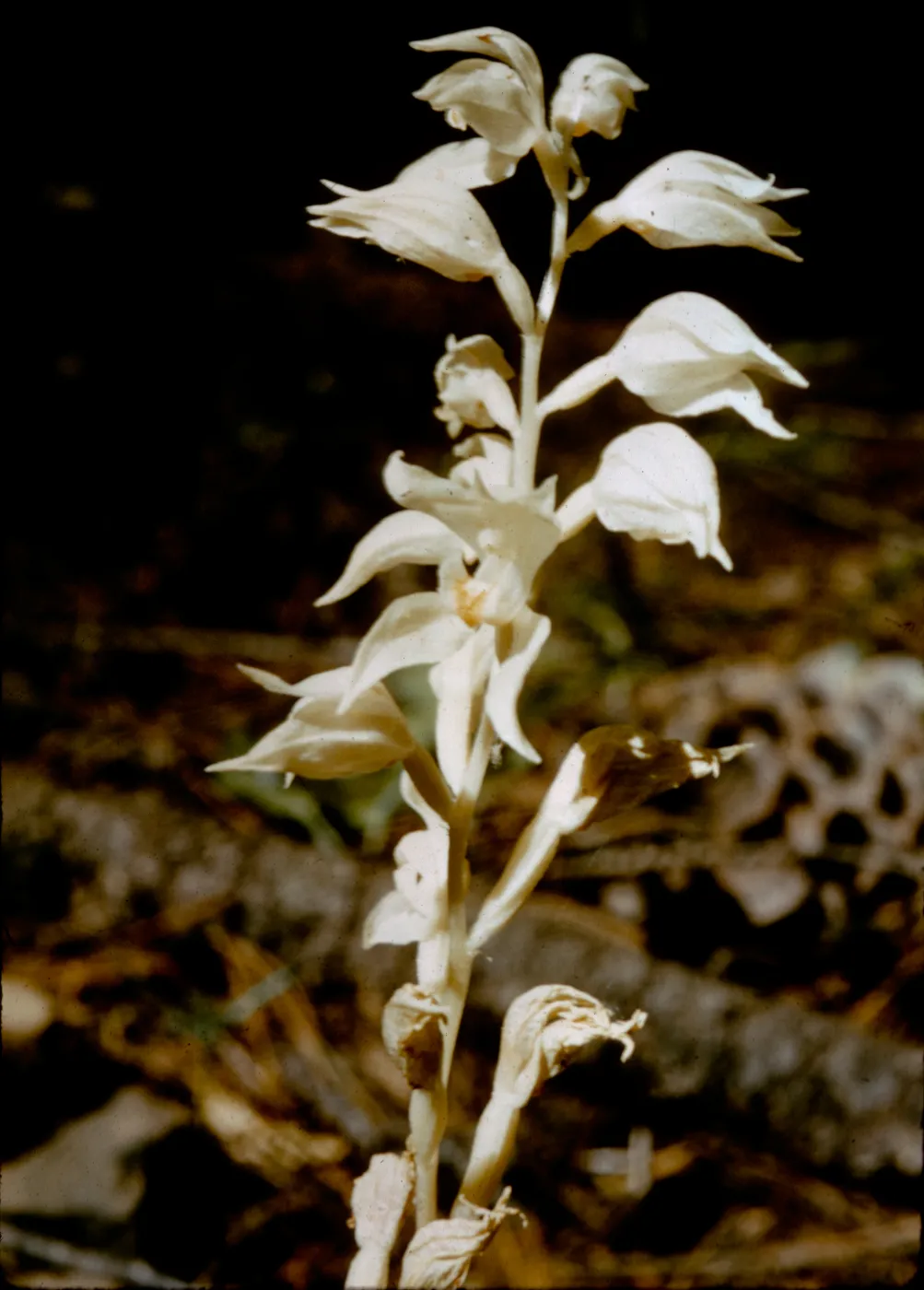 Eburophyton austiniae