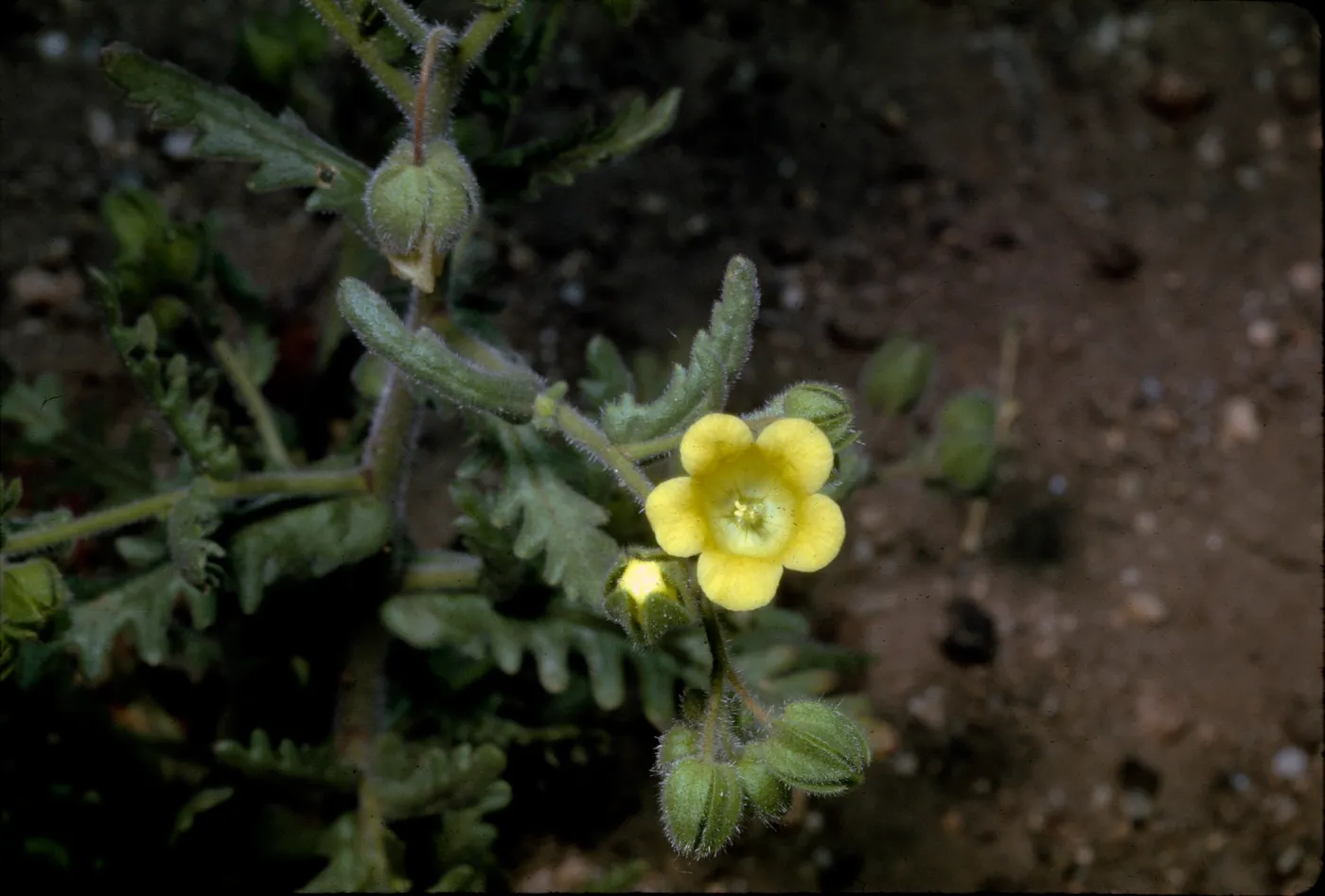 Emmenanthe penduliflora