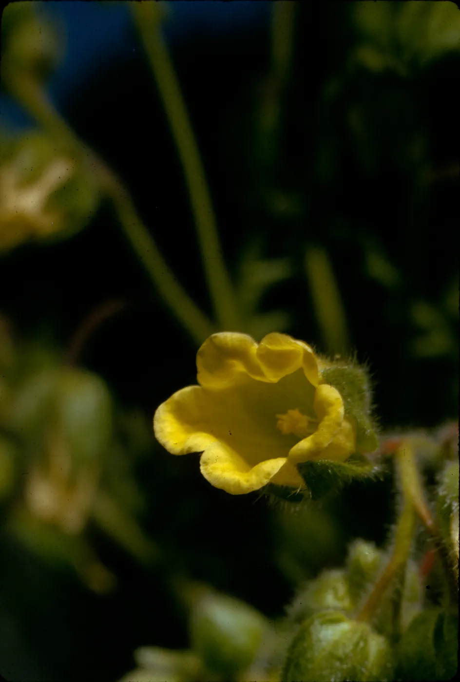 Emmenanthe penduliflora