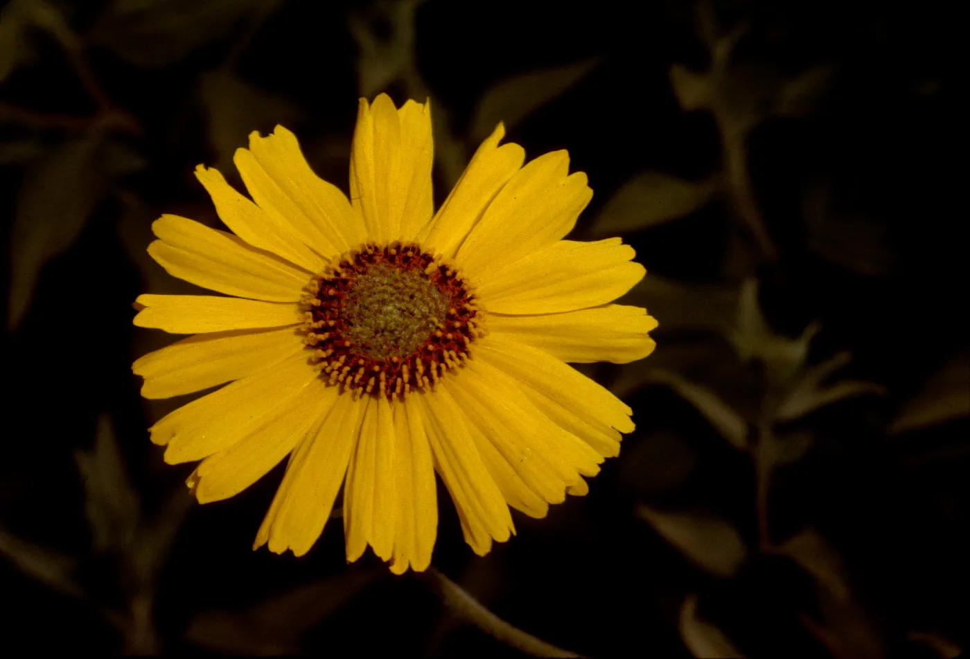 Encelia virginensis ssp. actonii