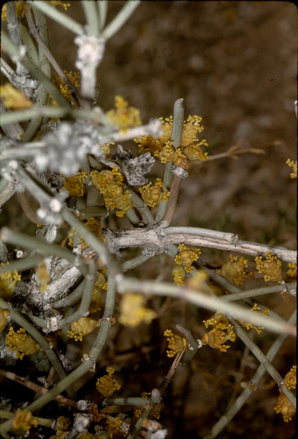 Ephedra californica