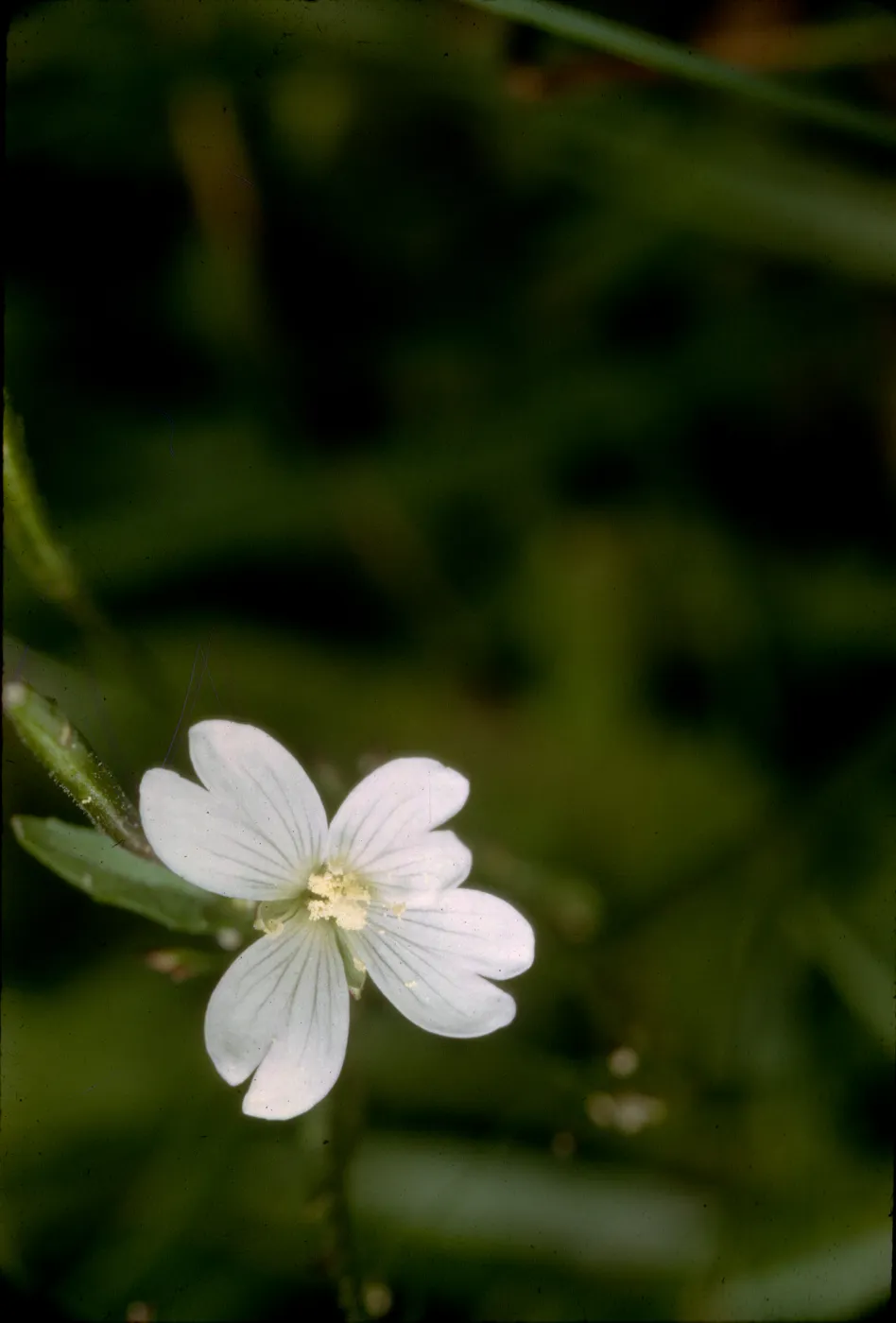 Epilobium oregonense