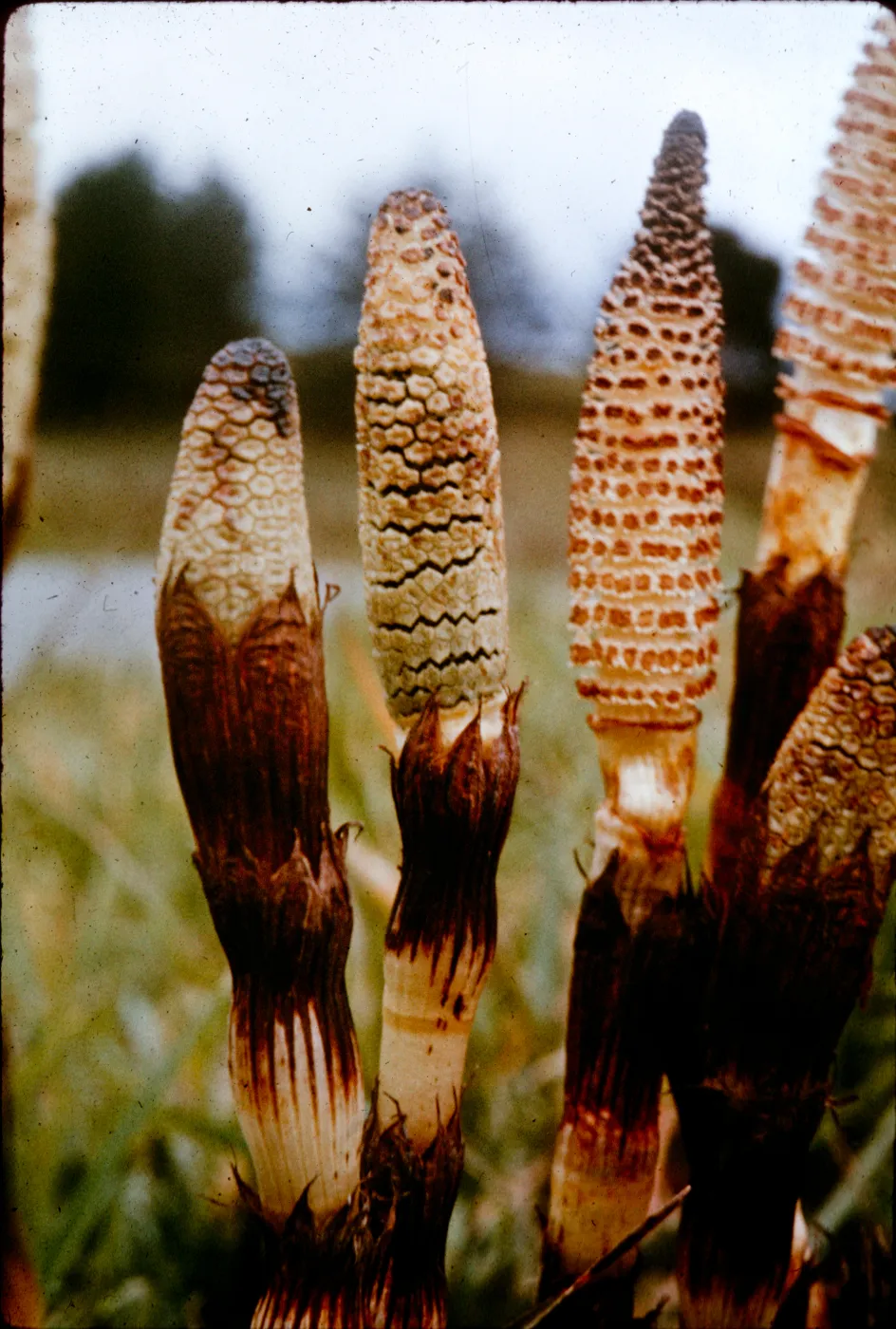 Equisetum telmateia