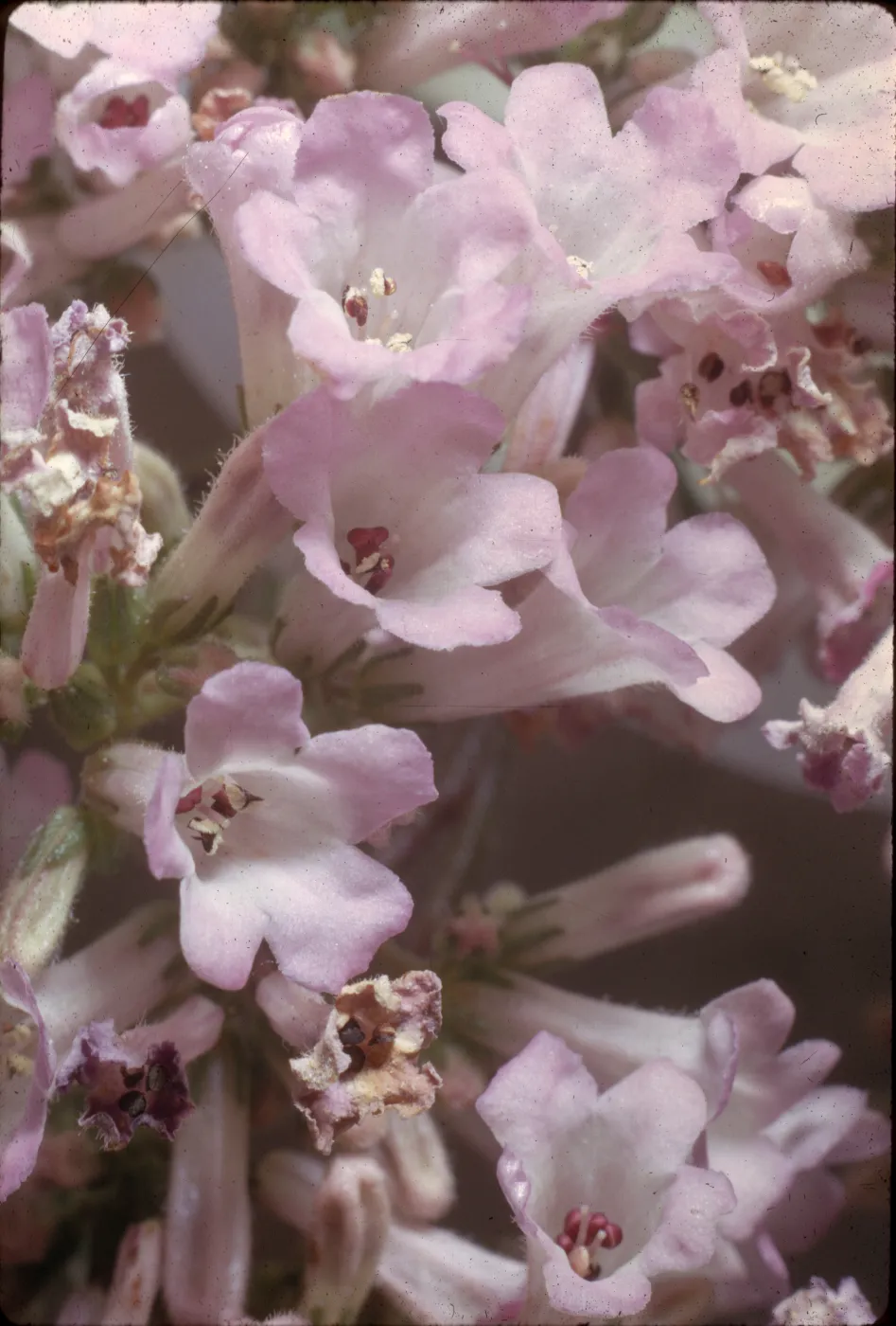 Eriodictyon californicum