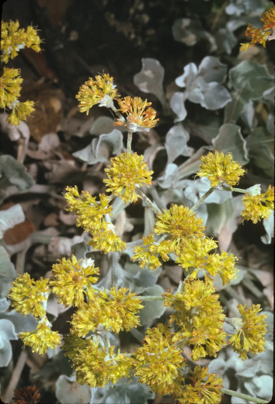 Eriogonum crocatum