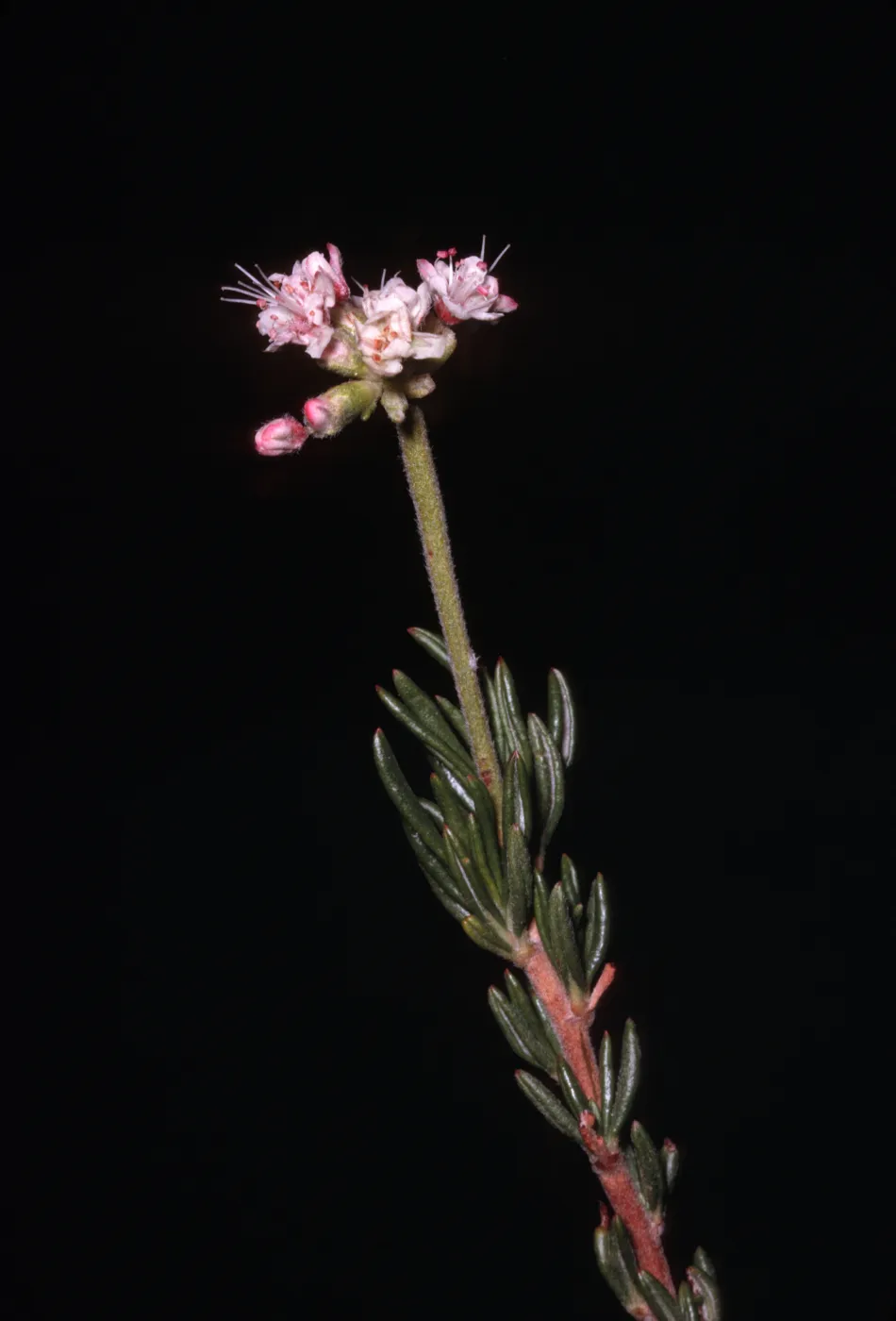 Eriogonum fasciculatum var. flavoviride