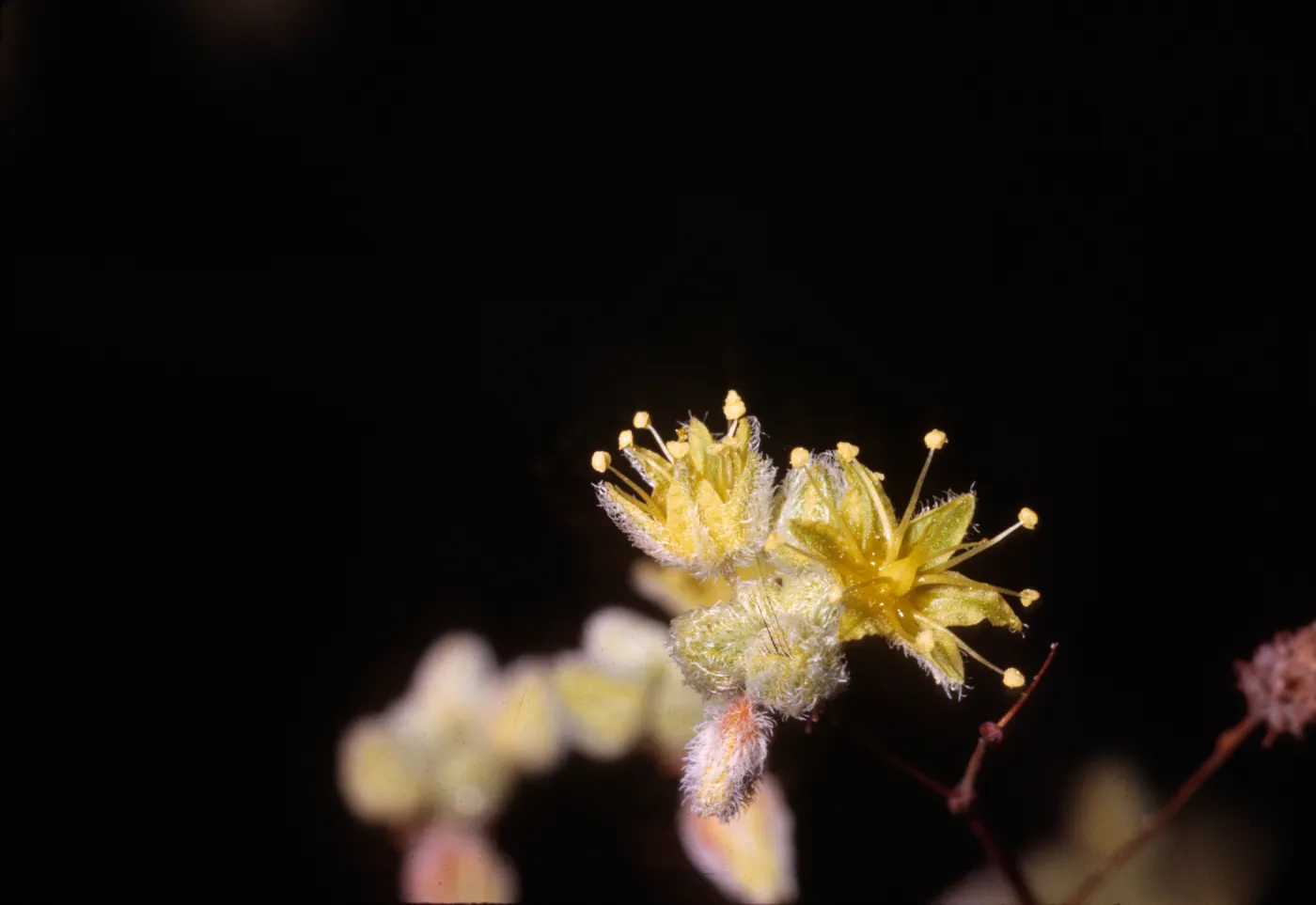 Eriogonum trichopes