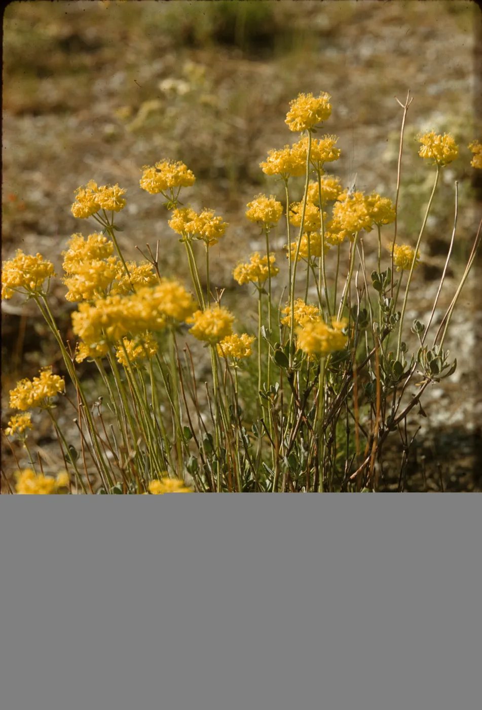 Eriogonum umbellatum ssp. polyanthum