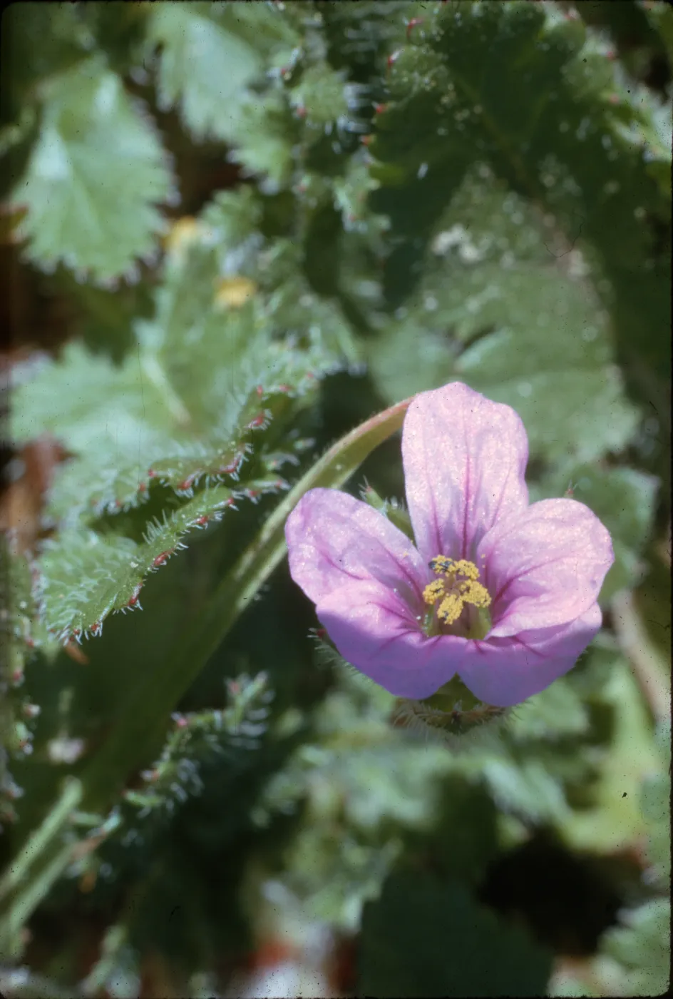 Erodium botrys