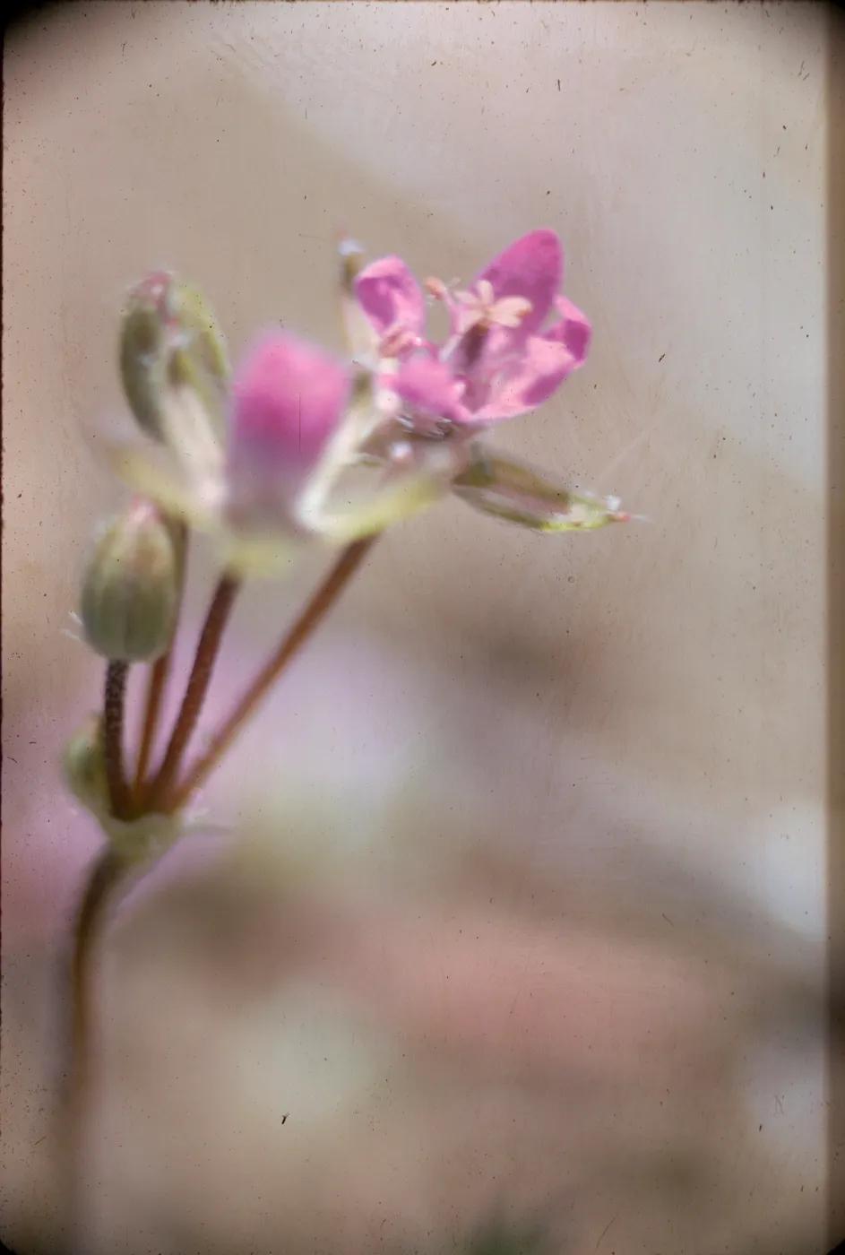Erodium