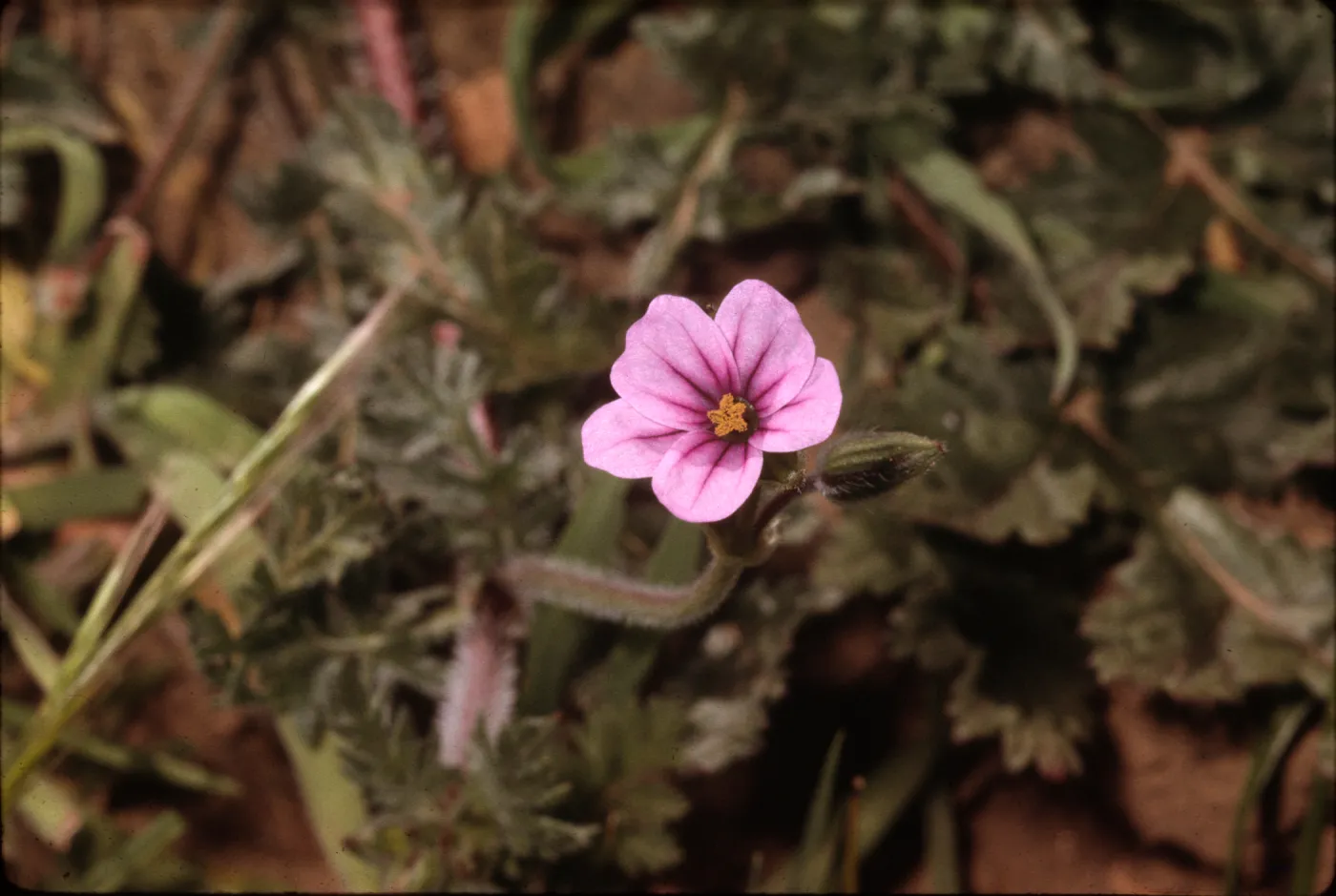 Erodium botrys